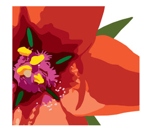 Scarlet pimpernel,  wildflower